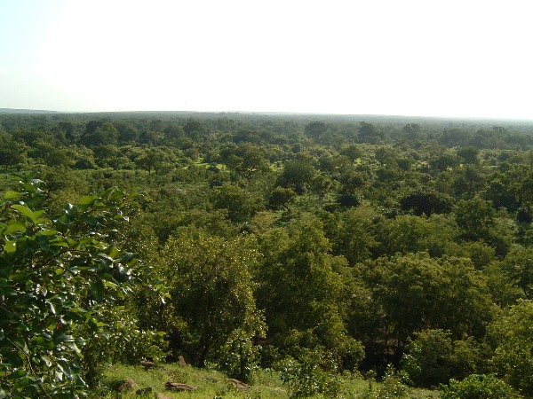 The Savanna